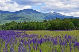NH Rail Trail - Property of Trail Link